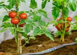 آموزش کاشت گوجه فرنگی گیلاسی در گلدان
