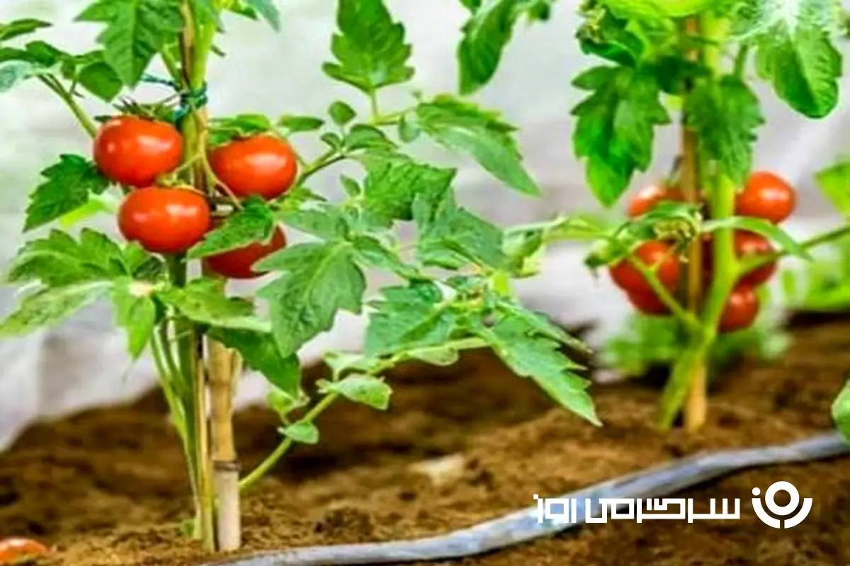 آموزش کاشت گوجه فرنگی گیلاسی در گلدان