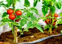 آموزش کاشت گوجه فرنگی گیلاسی در گلدان