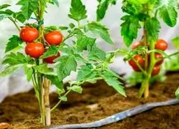 آموزش کاشت گوجه فرنگی گیلاسی در گلدان