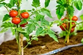 آموزش کاشت گوجه فرنگی گیلاسی در گلدان