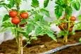 آموزش کاشت گوجه فرنگی گیلاسی در گلدان