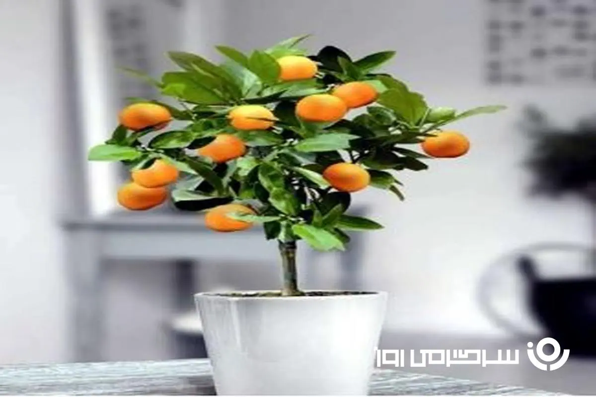 آموزش کاشت خرمالو در گلدان + روش نگهداری