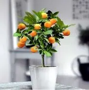 آموزش کاشت خرمالو در گلدان + روش نگهداری