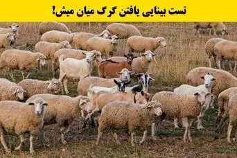 بازی فکری: فقط اوناییکه دید خلبانی دارن تو 5 ثانیه گرگ و پیدا میکنن!
