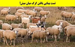 بازی فکری: فقط اوناییکه دید خلبانی دارن تو 5 ثانیه گرگ و پیدا میکنن!