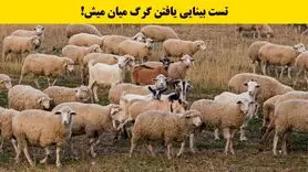 بازی فکری: فقط اوناییکه دید خلبانی دارن تو 5 ثانیه گرگ و پیدا میکنن!