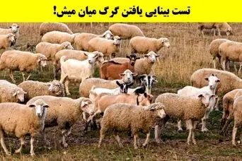 بازی فکری: فقط اوناییکه دید خلبانی دارن تو 5 ثانیه گرگ و پیدا میکنن!