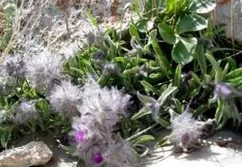 این چای عجیب دعوای بین زن و شوهر و عصبانیت را ریشه می کند

