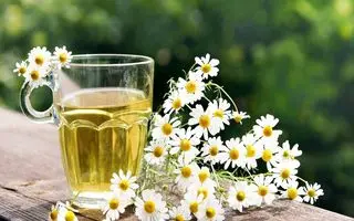 دمنوش معجزه‌آسایی که از سردرد تا عفونت را درمان می‌کند | گیاه دارویی قدیمی با خواص اثبات‌شده برای بدن