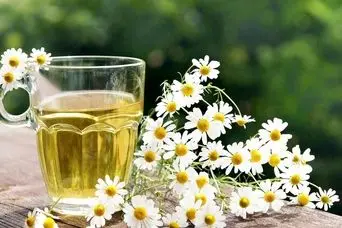 دمنوش معجزه‌آسایی که از سردرد تا عفونت را درمان می‌کند | گیاه دارویی قدیمی با خواص اثبات‌شده برای بدن