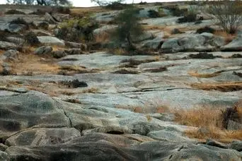 بازی فکری :  فقط اونایی که دید خلبانی دارن می توانند پلنگ خالدار را پیدا کنند!