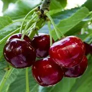 این میوه نوبرانه سرشار از آنتی اکسیدادن باعث تنظیم قند خون و محافظ قلب است
