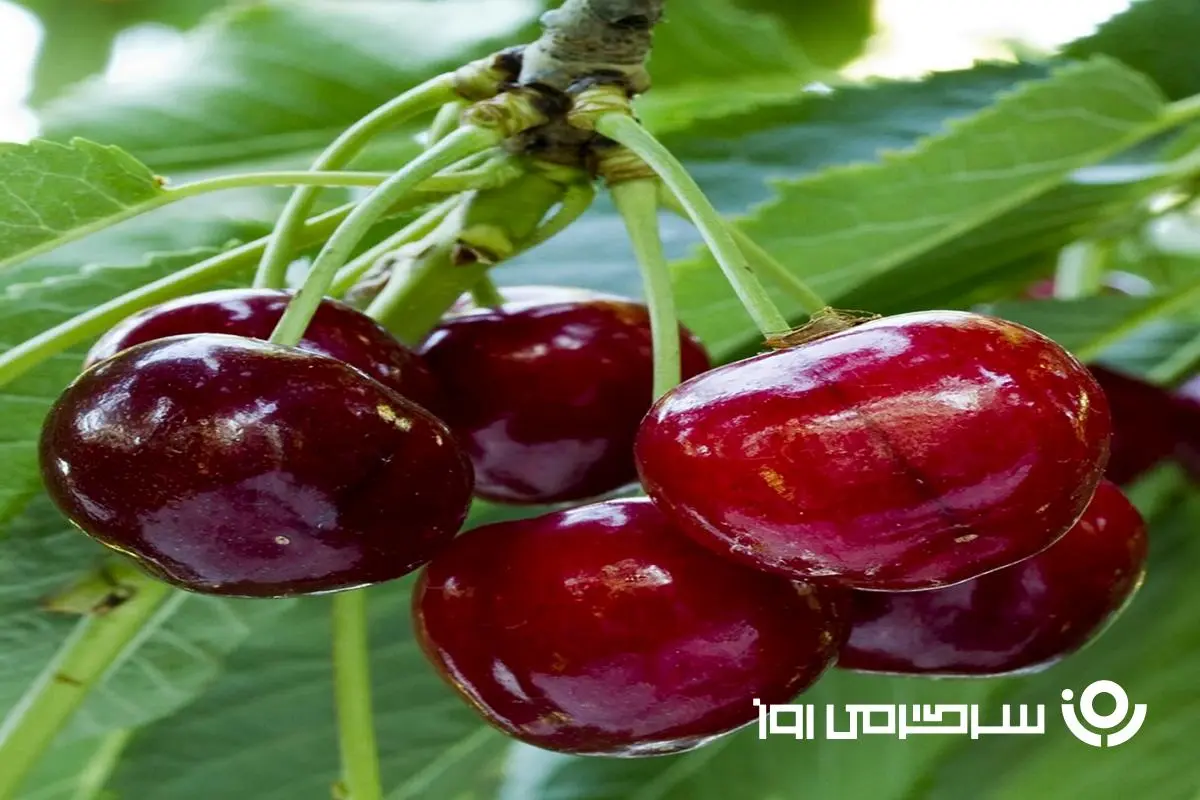 آموزش کاشت گیلاس در گلدان /  ترفند کاربردی پرورش گیلاس در خانه