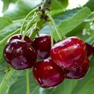 این میوه نوبرانه سرشار از آنتی اکسیدادن باعث تنظیم قند خون و محافظ قلب است