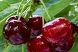 آموزش کاشت گیلاس در گلدان /  ترفند کاربردی پرورش گیلاس در خانه