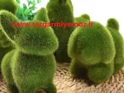 آموزش کاشت سبزه شبدر برای عید نوروز