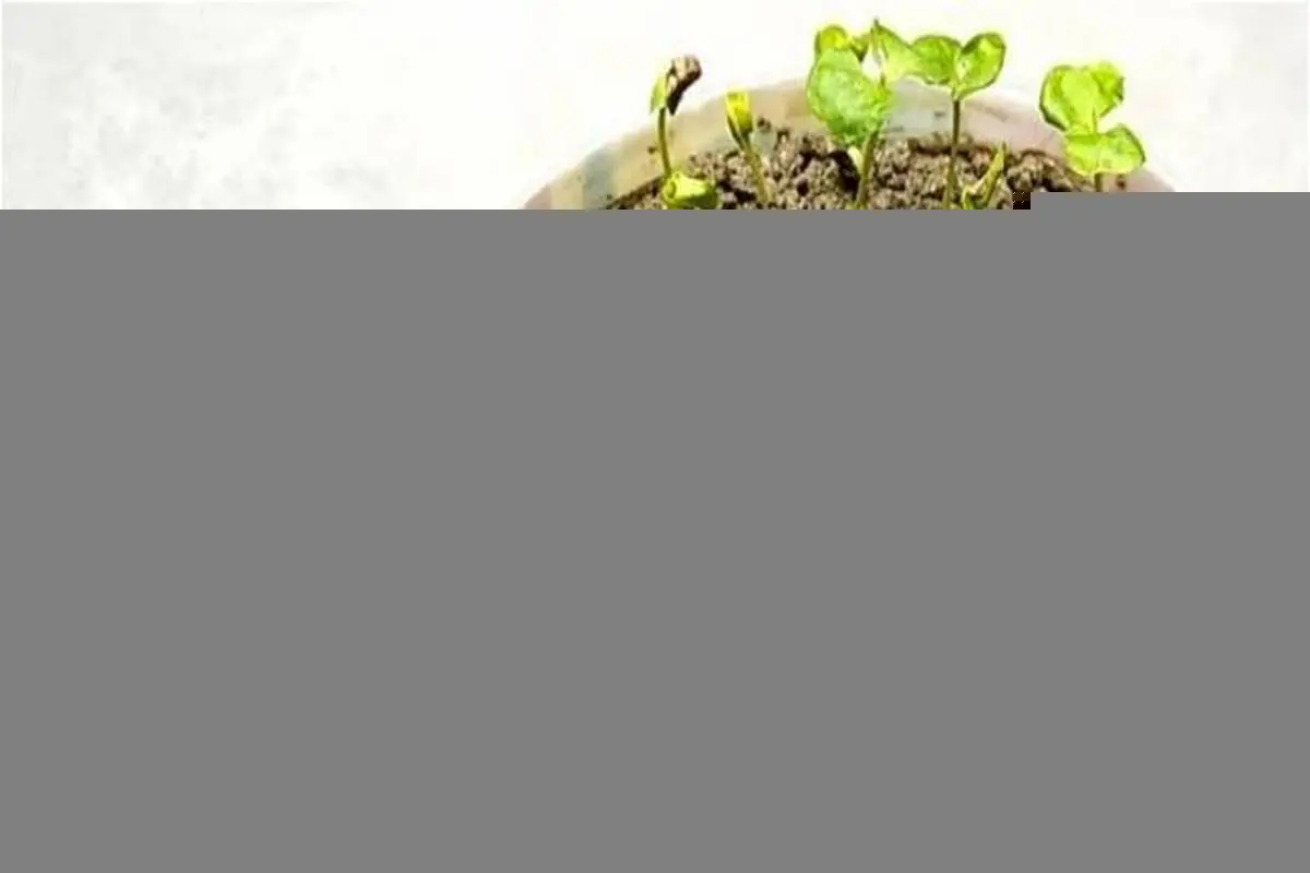 آموزش کاشت دانه انار در گلدان + روش نگهداری