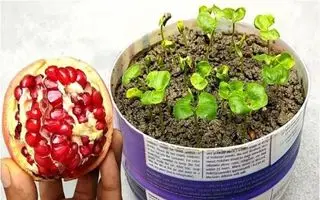 آموزش کاشت دانه انار در گلدان + روش نگهداری