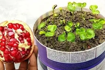 آموزش کاشت دانه انار در گلدان + روش نگهداری
