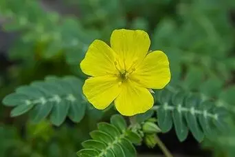 قاتل فشار خون در ناشتای صبح شناسایی شد ؛ مصرف روزانه تا یکماه 