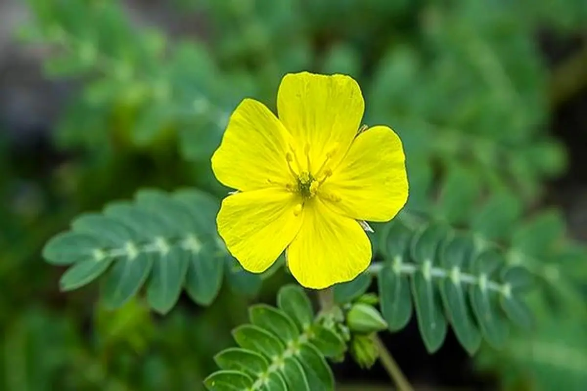 خواص گیاه خارخاسک برای مردان
