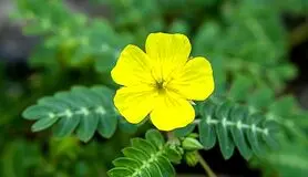 خواص گیاه خارخاسک برای مردان