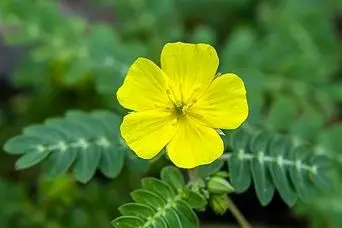 خواص گیاه خارخاسک برای مردان