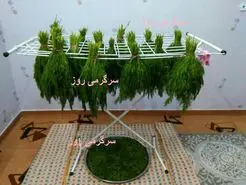 تمام عمر اشتباهی سبزی خشک می کردیم | روش درست خشک کردن سبزی در یک چشم بهم زدن