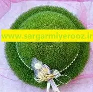 آموزش کاشت سبزه شاهی برای عید نوروز