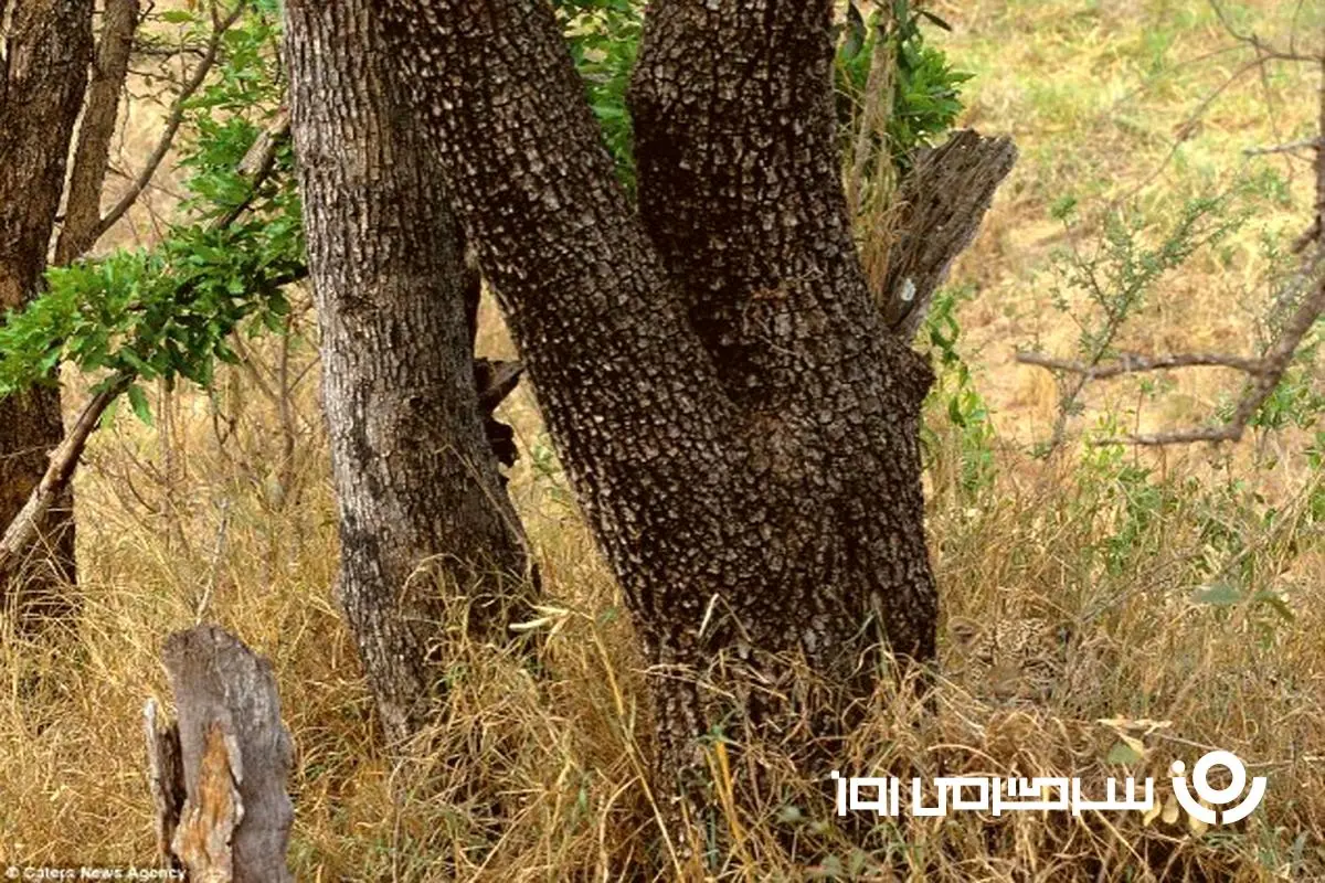 بازی فکری : تا حالا کسی نتونسته حیوان مخفی رو پیدا کنه، شما اولین نفر باش!
