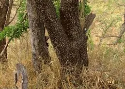 بازی فکری : تا حالا کسی نتونسته حیوان مخفی رو پیدا کنه، شما اولین نفر باش!