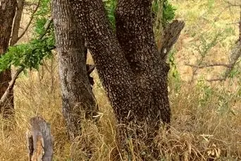 بازی فکری : تا حالا کسی نتونسته حیوان مخفی رو پیدا کنه، شما اولین نفر باش!