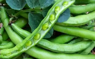 کاشت باقلا سبز در پاییز در گلدان + روش نگهداری