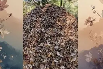 بازی فکری : سگ پنهان شده را بین برگ‌های خشک در 5 ثانیه پیدا کنید و ثابت کنید دید خلبانی دارید!