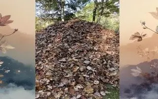 بازی فکری : سگ پنهان شده را بین برگ‌های خشک در 5 ثانیه پیدا کنید و ثابت کنید دید خلبانی دارید!