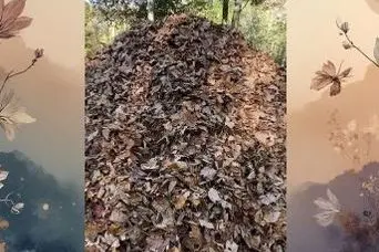 بازی فکری : سگ پنهان شده را بین برگ‌های خشک در 5 ثانیه پیدا کنید و ثابت کنید دید خلبانی دارید!