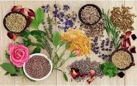  گیاهانی که سنگ کلیه را بدون جراحی پودر می‌کنند!/ با این خوراکی‌های طبیعی، از شر سنگ کلیه خلاص شوید
