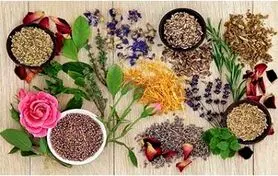  گیاهانی که سنگ کلیه را بدون جراحی پودر می‌کنند!/ با این خوراکی‌های طبیعی، از شر سنگ کلیه خلاص شوید