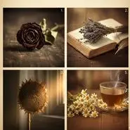 تست شخصیت شناسی : با انتخاب یک شاخه گل بفهمید موقع دلتنگی چطور ابراز احساسات میکنید!