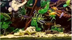 بازی فکری : استاد از همه چشمها دور میماند! / فقط کسانی که ضریب هوشی بالایی دارند میتوانند اسب دریایی را در ۹ ثانیه پیدا کنند!