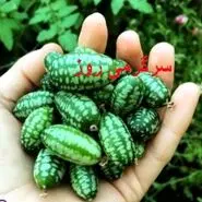 روغن این میوه معجزه هایی میکنه که فکرشم نمیکنی | رفع پوسیدگی دندان، درمان درد عصبی و بواسیر با این روغن ساده