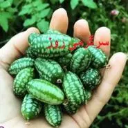 روغن این میوه معجزه هایی میکنه که فکرشم نمیکنی | رفع پوسیدگی دندان، درمان درد عصبی و بواسیر با این روغن ساده