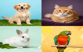 تست شخصیت شناسی: با انتخاب حیوان خانگی مورد علاقه  بفهمید چقدر حساس و زودرنج هستید!