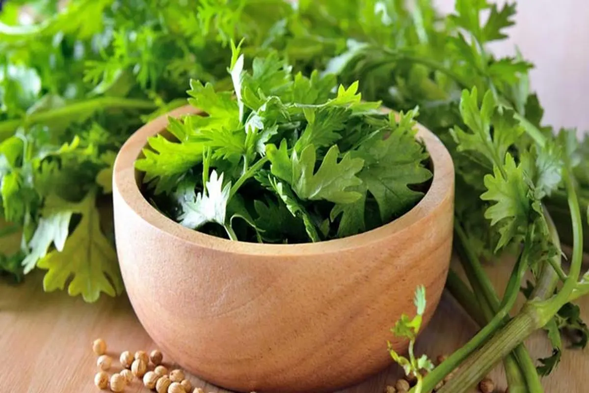  با این سبزی دندان هایتان را سفید کنید | کلیه و رحم سالم برای 120 سال با مصرف این سبزی به همرا غذا + اینفوگرافیک 