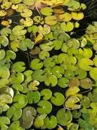 بازی فکری : فقط افرادی که چشمان عقاب دارند می‌توانند در 7 ثانیه قورباغه را در پیدا کنند!