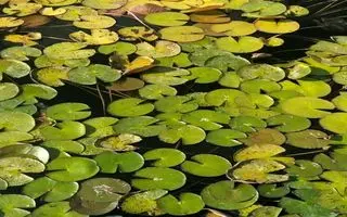 بازی فکری : فقط افرادی که چشمان عقاب دارند می‌توانند در 7 ثانیه قورباغه را در پیدا کنند!