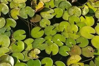 بازی فکری : فقط افرادی که چشمان عقاب دارند می‌توانند در 7 ثانیه قورباغه را در پیدا کنند!