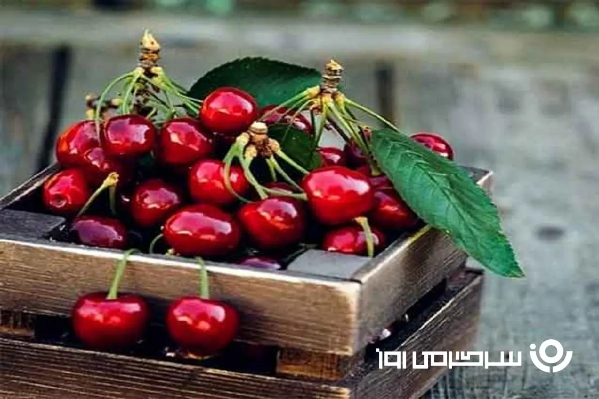 درمان 19 بیماری با این میوه بهاری! (از دیابت تا سرطان) | دمنوش این میوه فراموش شده کبد را در 14 روز پاکسازی می‌کند