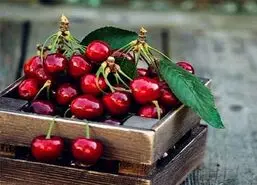 تمام عمر اشتباهی آلبالو میخوردیم | ترفند جادویی ساقه آلبالو برای خونه و زندگی